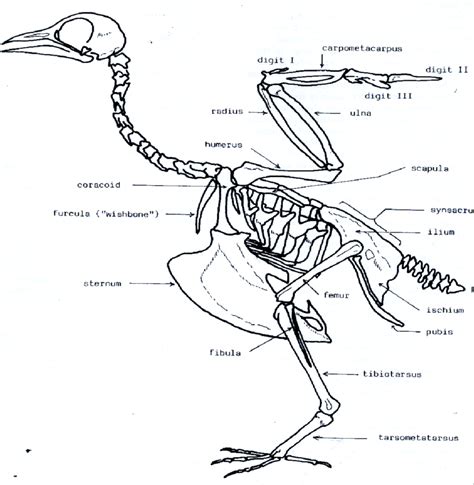 Bird skeleton with element names (Cohen & Serjeantsson, 1996 ...