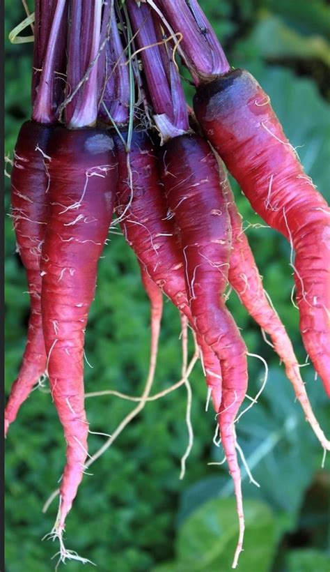 Cosmic Purple Carrot Seeds | Organic - Tim's Tomatoes