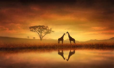 Dreaming Of Africa Photograph by Jennifer Woodward