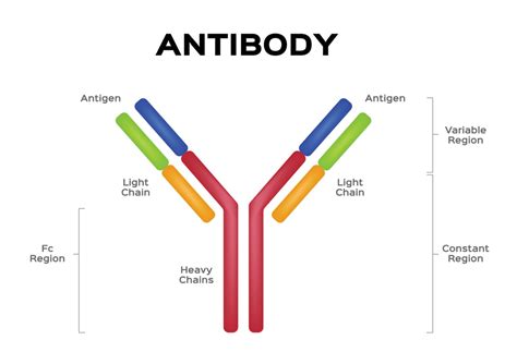 9a4 Antibody Mediated – HumanBio