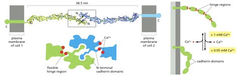 File:Cadherin Function, Alberts et al. 2015, Figure 19-6.png - parts.igem.org