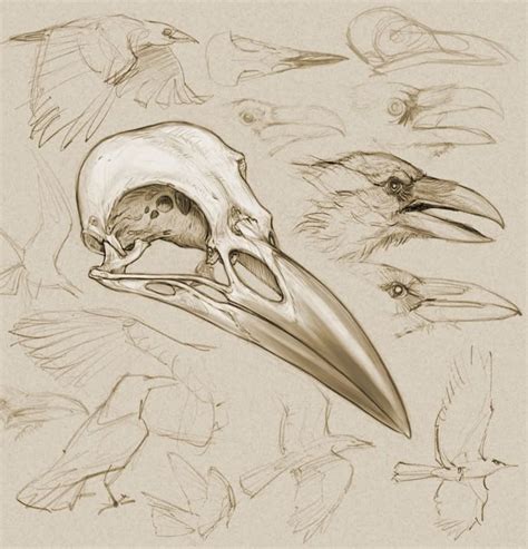 Crow Skull Drawing