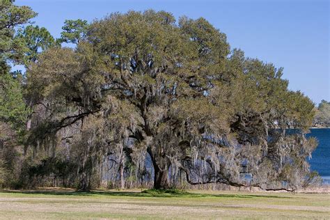 Florida Nature: Quercus virginiana - Live Oak