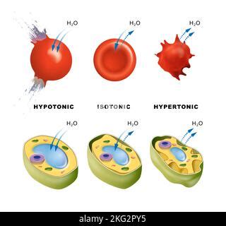 Osmosis in Animal red cell. Red blood cells lose water and shrink in a concentrated solution ...