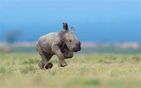 Download Depth Of Field Baby Animal Animal Rhino HD Wallpaper