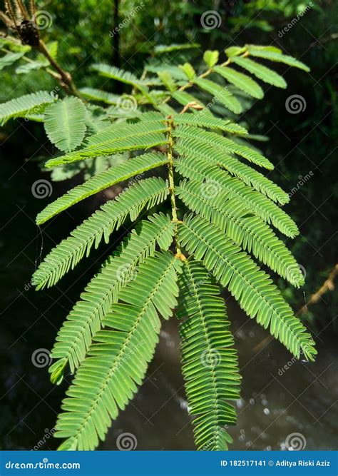 Mimosa Pigra with Natural Background. Mimosa Pigra, Commonly Known As the Giant Sensitive Tree ...