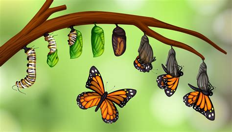 Science butterfly life cycle 297663 Vector Art at Vecteezy