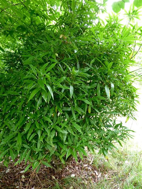 Japanese Aucuba (Aucuba japonica var. japonica 'Salicifolia') - Garden.org