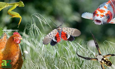 What Eats The Spotted Lanternfly: Do They Have Predators? - A-Z Animals