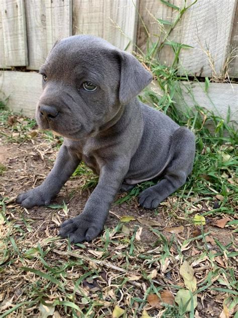 Staffy - Chatswood - PetsForHomes