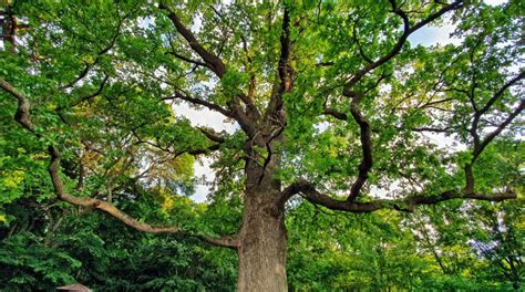 Deciduous Forest Oak Tree