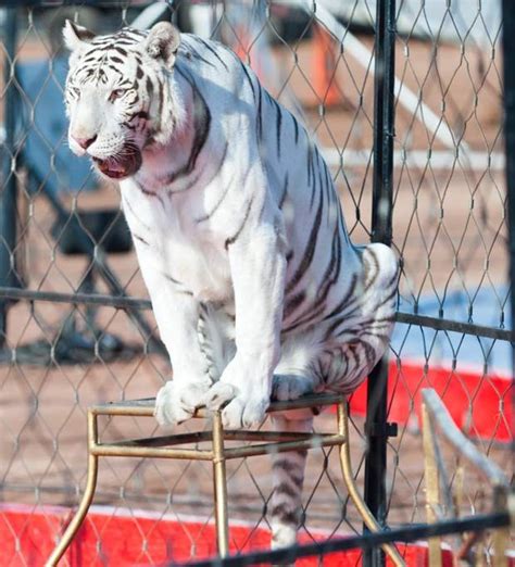 circus tiger - Google Search | Circus tiger, Tiger, Go get em tiger