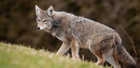 Coyotes in Urban Areas | Alberta Animal Health Source