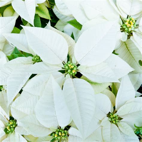 poinsettia white