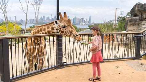 Giraffe Encounter | Taronga Conservation Society Australia