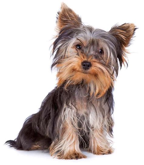 Yorkie Names: Cute Male & Female Yorkshire Terrier Names | Yorkie dogs, Yorkshire terrier ...