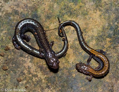 On the Subject of Nature: The Red-Backed Salamander, Plethodon cinereus