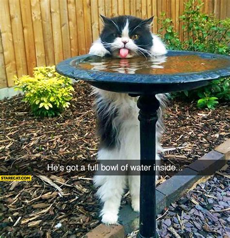 Angry cat drinking water he’s got a full bowl of water inside ...