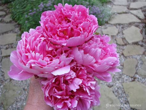 Wayside Treasures: It's Peony Time!