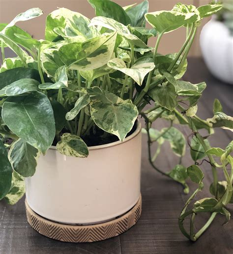 10 Low-Light Indoor Plants the Can Thrive in Your Home and Office - Natalie Linda