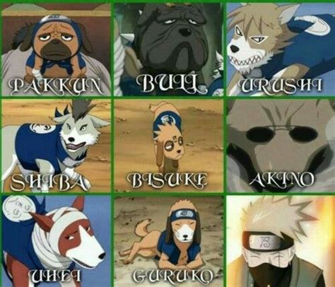 Kakashi and his dogs Kakashi Hatake, Tenten Y Neji, Naruto Uzumaki, Sasusaku, Naruto Anime ...