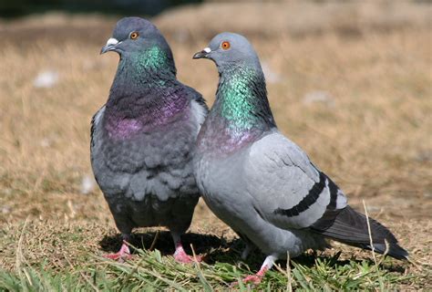 Rock Pigeon, Columba livia