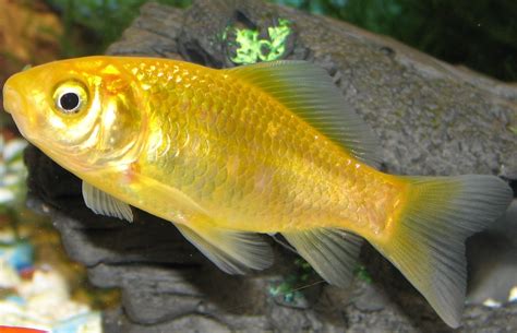 common-goldfish | common-goldfish gold color | Ásgeir Jónsson | Flickr