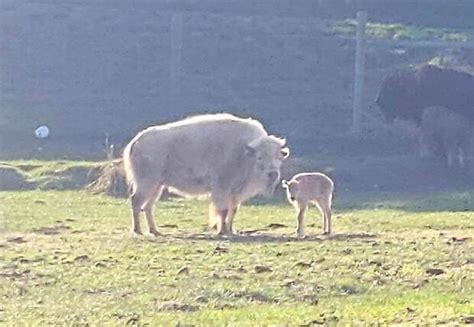 This Rare White Bison Was Just Born At A Wyoming State Park