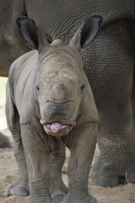 Southern White Rhino - White Oak Conservation