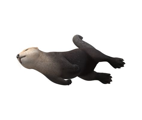 Sea Otter isolated on a Transparent Background 23839413 PNG