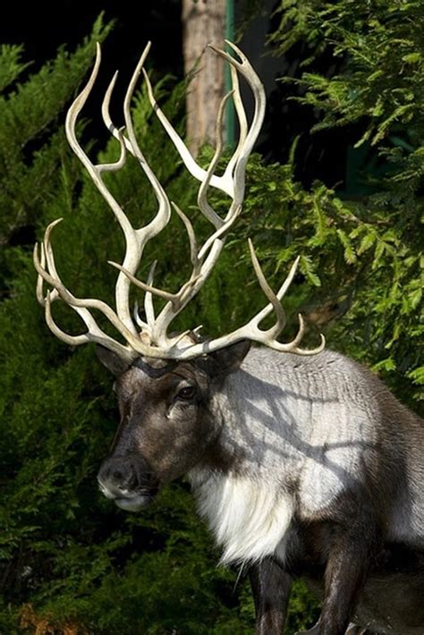 40 Beautiful Pictures of African Animals with Horns