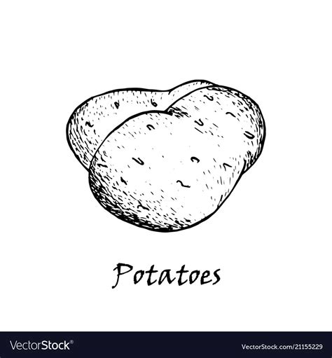 Drawing Of Potato This is the art line you have now completed