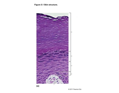 skin structure 3 Quiz