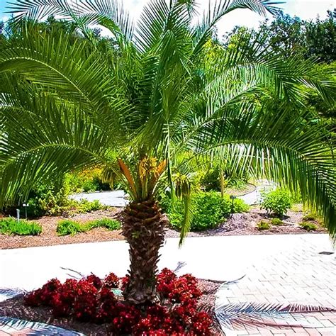 Pygmy Date Palm Trees For Sale Online | The Tree Center