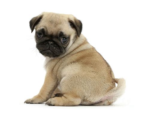 Pug puppy looking over shoulder Photograph by Warren Photographic - Pixels