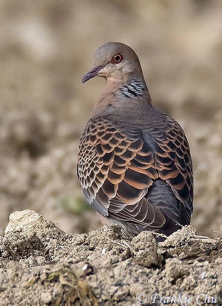 Oriental Turtle-Dove - Streptopelia orientalis - Species Information and Photos