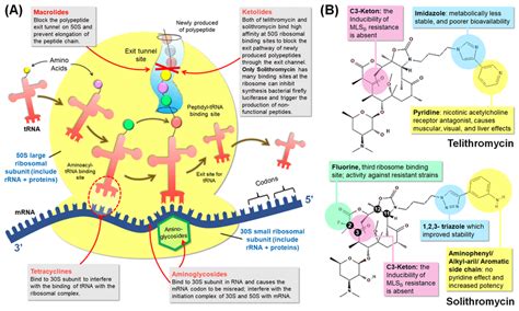 A Summary of the mechanism of action of several antigonococcals and... | Download Scientific Diagram