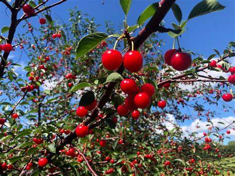 Tart cherry picking is underway in Door County | WLUK