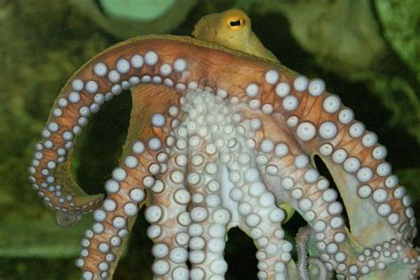 10 Octopus Adaptations (Evolutionary Secrets!) – Fauna Facts