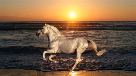 White Horse Galloping Beach Sea Waves Sunset Desktop Wallpaper Hd ...