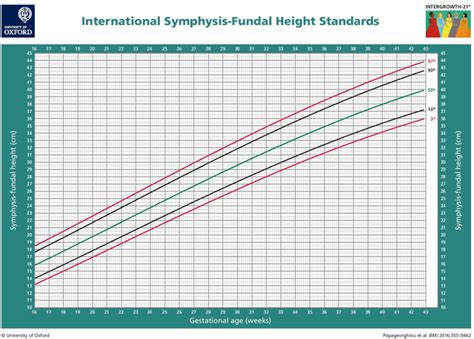 Fundal height & fundal height measurement