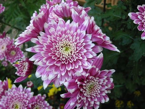 Chrysanthemum- November birth flower. Meaning: Cheerfulness, friendship, and abundance. Flowers ...