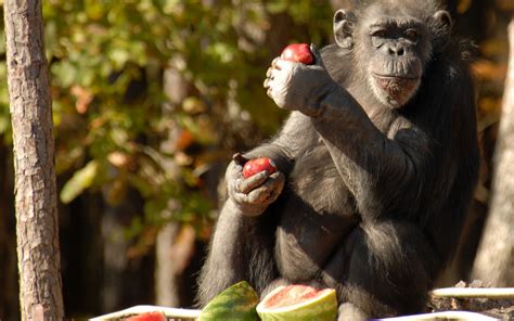 Monkey eating apples