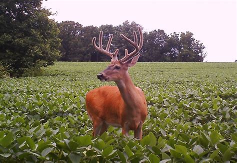 How to Plant Soybeans for Deer Food Plots