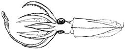 Nototeuthis dimegacotyle