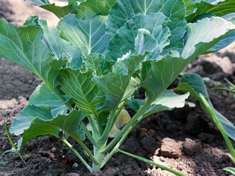 Growing Collard Greens: How And When To Plant Collard Greens