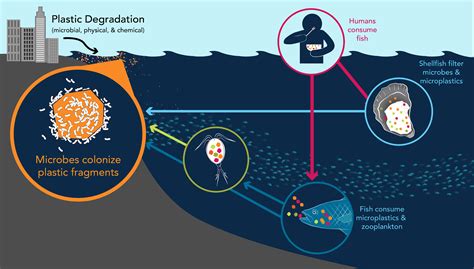 The Science of Microplastics in the World Ocean - microplastics@whoi