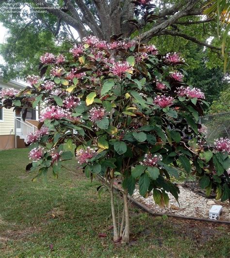 1 best dad coloring page: Florida Flowering Shrub Identification ...