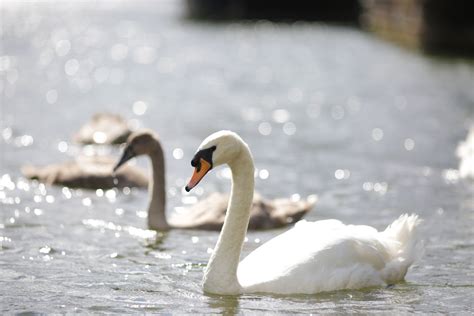 Swans enjoying the River Thames at The Runnymede | Things to do nearby ...