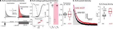 α-Synuclein–induced Kv4 channelopathy in mouse vagal motoneurons drives nonmotor parkinsonian ...